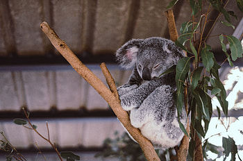 Animals, Wood, Tree, Sleep, Dream, Koala, Eucalyptus HD wallpaper