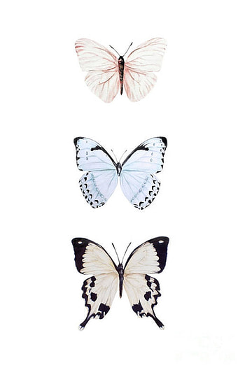 Butterfly, girly HD phone wallpaper