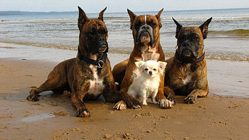 Animals, Dogs, Beach, Care, Protection HD wallpaper