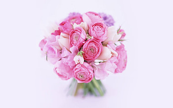 Plants, Flowers, Roses, Bouquets HD wallpaper