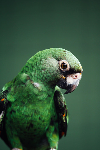 Animals, Parrots, Bird, Wildlife HD phone wallpaper