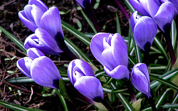 Flowers, Grass, Leaves, Snowdrops HD wallpaper