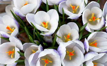 Plants, Flowers HD wallpaper