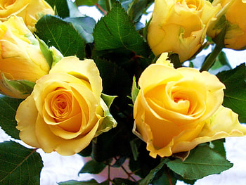 Flowers, Roses, Close-Up, Buds HD wallpaper