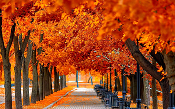 Orange leaves , Warm autumn hues, October beauty, Nature's glow HD wallpaper
