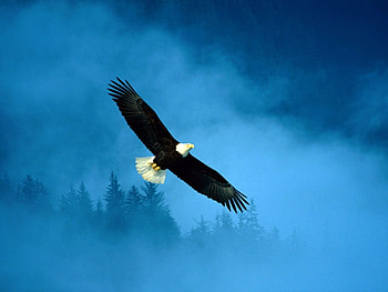 Animals, Birds HD wallpaper
