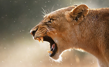 lion, other, pic, lions, animals HD wallpaper