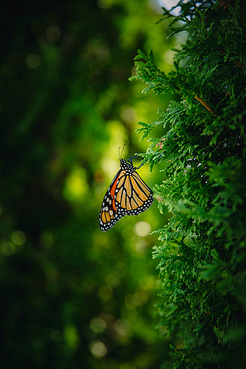Macro, Branch, Insect, Butterfly, Monarch Butterfly, Butterfly Monarch HD phone wallpaper