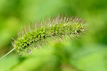 Sundew, water drops, weed, flower HD wallpaper