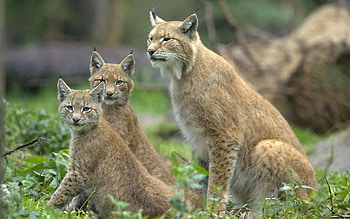 Animals, Grass, Iris, Young, Family, Cubs HD wallpaper