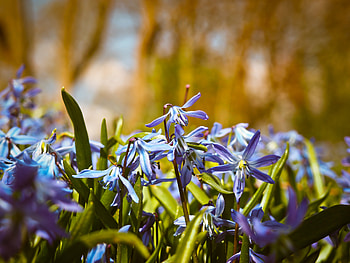 Flowers, Bluebells, Macro HD wallpaper