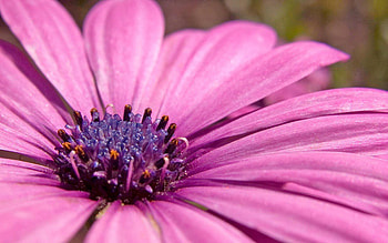 Flowers, Pink, Violet, Macro, Petals, Purple HD wallpaper