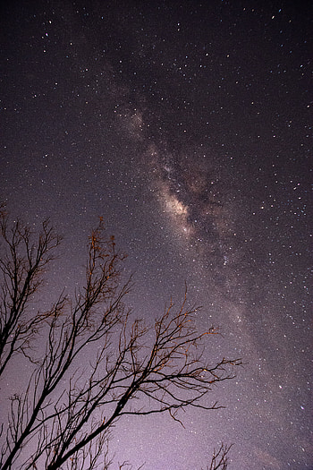 Trees, Stars, Night, Dark, Starry Sky, Branches HD phone wallpaper