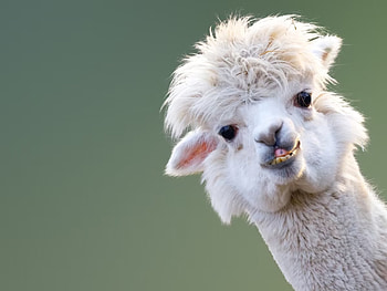 Alpaca (Animals), Curious creatures, Fluffy fleece, Gentle temperament HD wallpaper