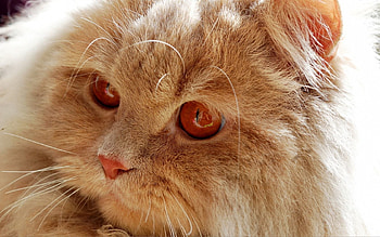 Animals, Cat, Fluffy, Muzzle, Redhead HD wallpaper