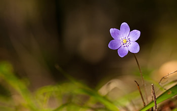 Plants, Flowers HD wallpaper