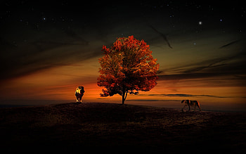 ~Meeting~, colorful, abstract, field, cats, cat, lion, lions, tree HD wallpaper