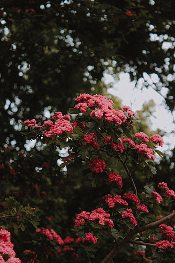 Flowers, Pink, Bush, Bloom, Flowering HD phone wallpaper