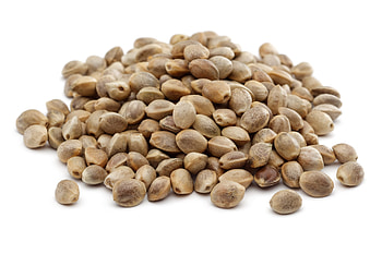 Trending hemp seeds, Feminized variety, Latest market offering, Seed World update HD wallpaper