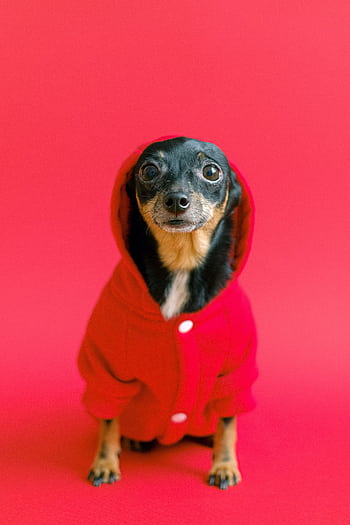Adorable chihuahua dressed in a red hoodie on a matching red background, front view. HD phone wallpaper