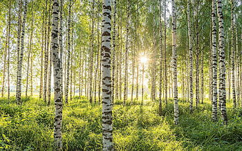 Birches in Spring Sun, sunbeams, birches, spring, forest HD wallpaper