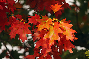 Nature, Autumn, Leaves, October HD wallpaper