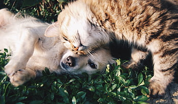 A heartwarming moment of a cat cuddling a dog on green grass outdoors. HD wallpaper