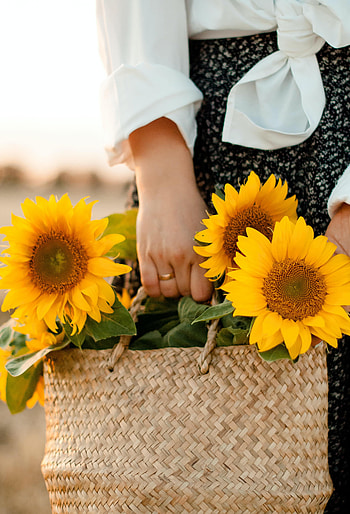 Flowers, Sunflowers, Hands, Girl, Bag HD phone wallpaper