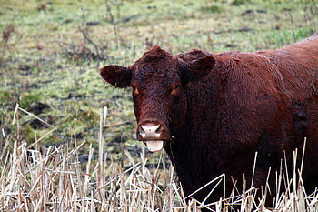 Disdain, animal, bull, cow, farm animal HD wallpaper