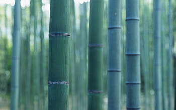 Plants, Background HD wallpaper