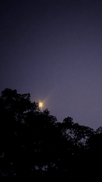 Moon light and tree at night, dark, tree, star, moonlight, nature, moon, dark nature HD phone wallpaper