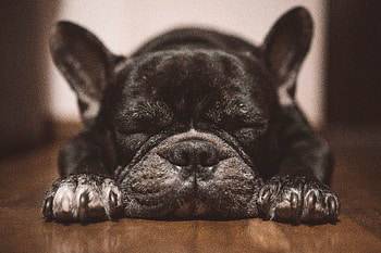 Sleep, Bulldog, close up HD wallpaper