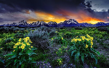 Mountain, , Landscape, Field, Flower, Sunset HD wallpaper