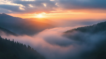 forest, fog, sunrise HD wallpaper