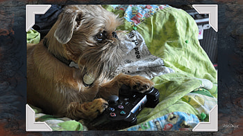 Gamer, dog, firefox persona, trained, play, ikorus, brussels griffon, video game, quilt, sony HD wallpaper