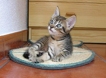 my fevre corner, kitten, room, resting, grey tiger, corner HD wallpaper
