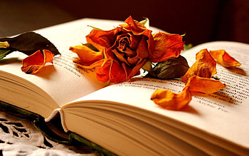 Flower, Miscellanea, Miscellaneous, Rose Flower, Rose, Petals, Dry, Book HD wallpaper