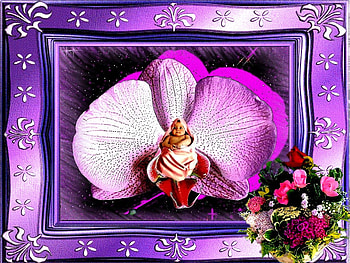 FLOWERS, color, frame, baby, 2012, nature, orchid HD wallpaper