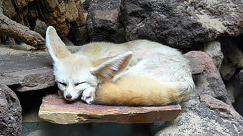 Fennec Fox, Mobile fox companion, Desert creature, Playful nature HD wallpaper