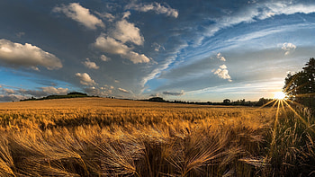 Grainfield, Farms HD wallpaper