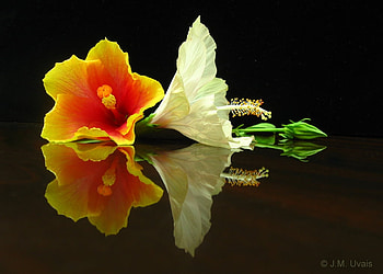 Hibiscus Duo, still life, reflection, yellow, red, hibiscus HD wallpaper