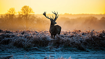 Cool Deer | | Pinterest | Deer , and backgrounds HD wallpaper