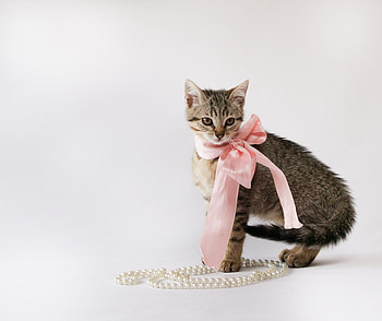 princess_kitty, kitten, cute, cat, nice HD wallpaper