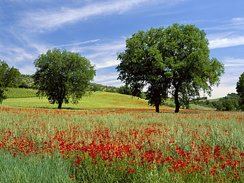 Green fields , fields, green HD wallpaper
