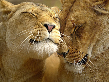 Animals, Lions HD wallpaper