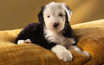 Black and white puppy, sweet, animal, dog, puppy, white, black HD wallpaper