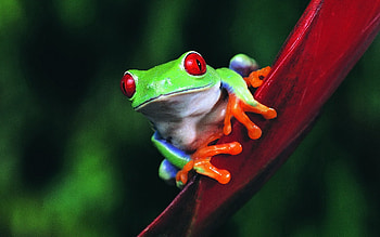 Mesmerizing frog , Vibrant red-eyed frog, Decorative background, Frog lover HD wallpaper