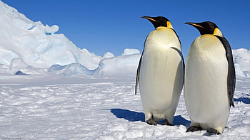 Snow, Penguin, Movie, March Of The Penguins, Bird, Ice HD wallpaper