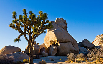 Joshua Tree National Park, Pristine nature, , Tranquil background HD wallpaper