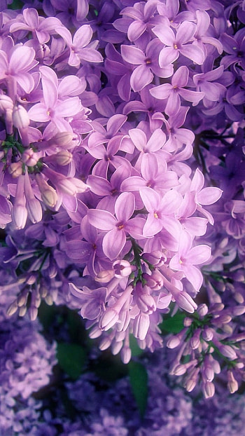 Lilac, Purple Lilac Flower HD phone wallpaper